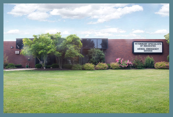 veterinary laboratory of rochester ny